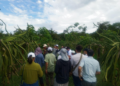Productores de pitahaya avanzan en soluciones para plagas, agua y residuos